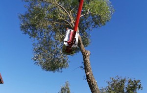 Baumfällarbeiten mit Hubsteiger
