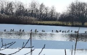 Naturschutzgebiet Schechinger Weiher hat hohe Bedeutung für Wasservögel