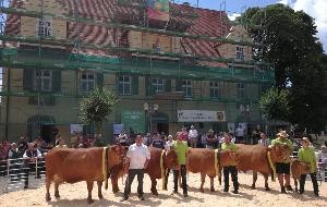 Landes-Rasseschau der Züchtervereinigung Limpurger Rind auf dem Marktplatz in Schechingen 